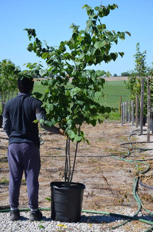 lot 1371 image: Clump RedBud