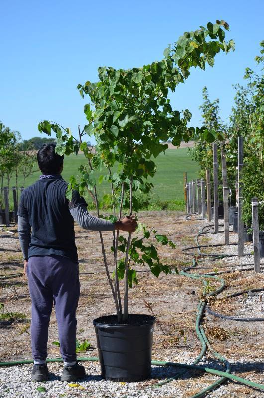 lot 1372 image: Clump RedBud