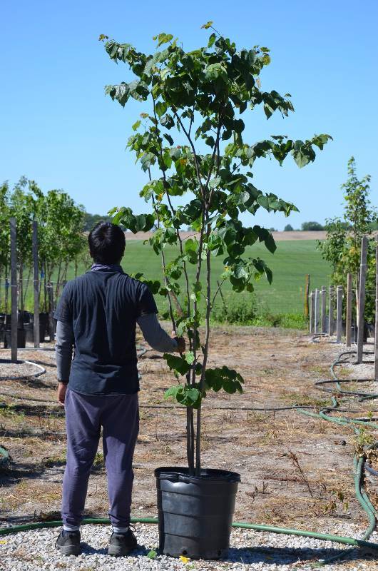 lot 1373 image: Clump RedBud