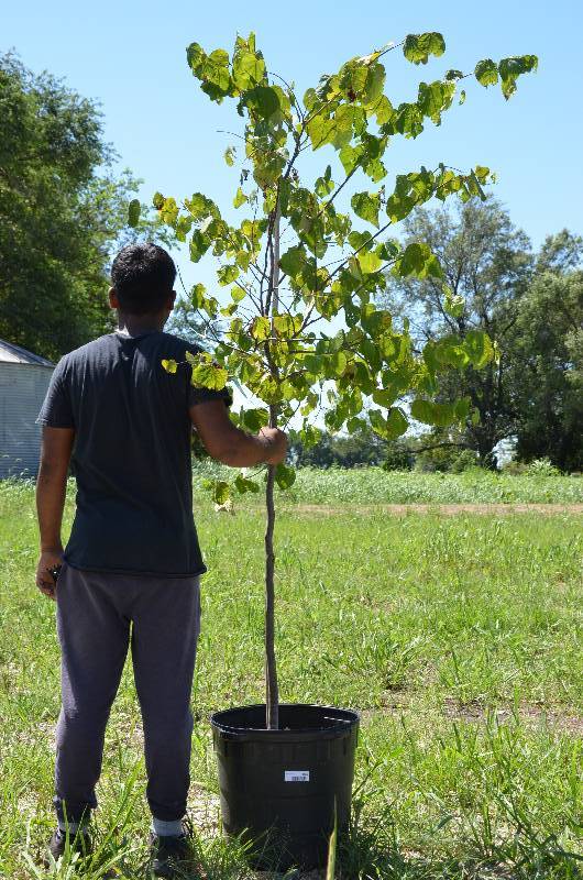 lot 1374 image: Redbud