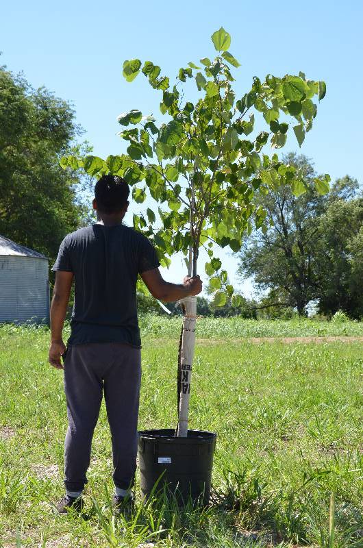 lot 1376 image: Redbud