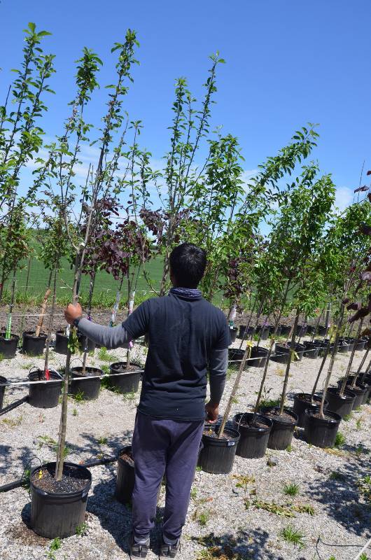 lot 1389 image: Callaway Crabapple