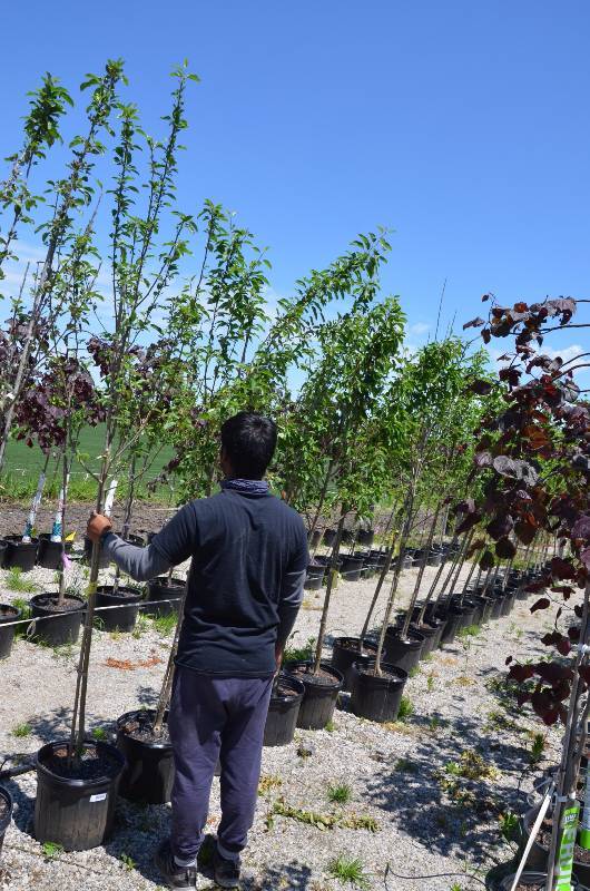 lot 1390 image: Callaway Crabapple