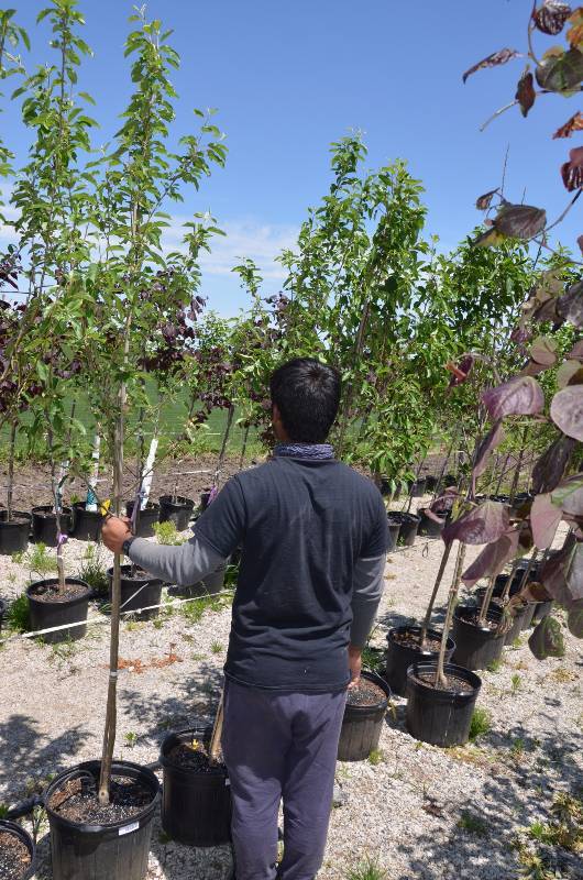 lot 1391 image: Callaway Crabapple