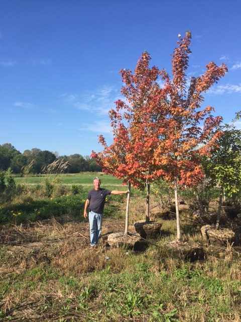 lot 1001 image: 3 Autumn Blaze Maple
