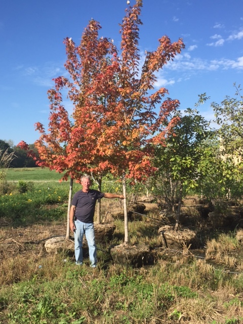 lot 1002 image: 3 Autumn Blaze Maple
