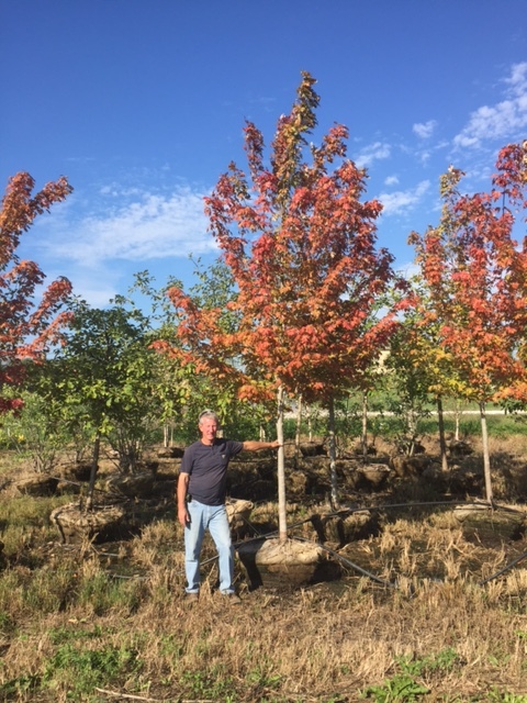 lot 1003 image: 3 Autumn Blaze Maple