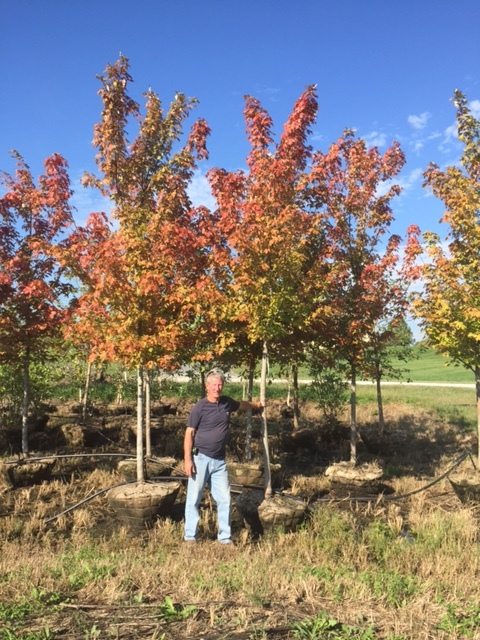 lot 1005 image: 3 Autumn Blaze Maple