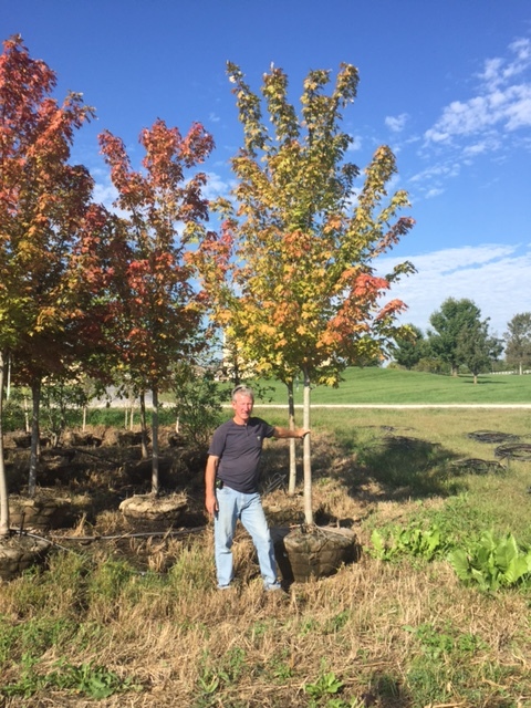 lot 1006 image: 3 Autumn Blaze Maple