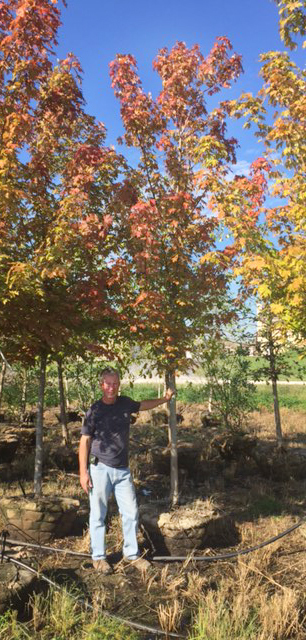 lot 1007 image: 3 Autumn Blaze Maple