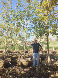 lot 1008 image: Swamp White Oak