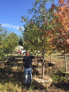 lot 1009 image: Swamp White Oak