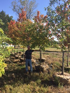 lot 1010 image: Swamp White Oak
