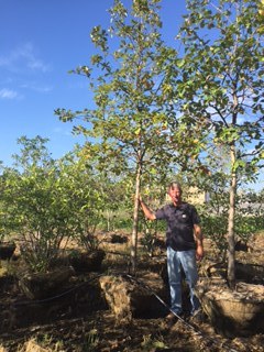 lot 1011 image: Swamp White Oak