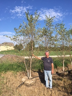 lot 1012 image: Heritage Birch