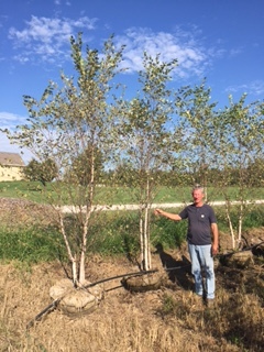 lot 1013 image: Heritage Birch