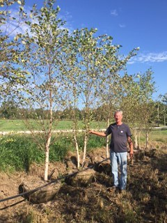 lot 1014 image: Heritage Birch