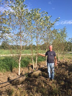 lot 1015 image: Heritage Birch