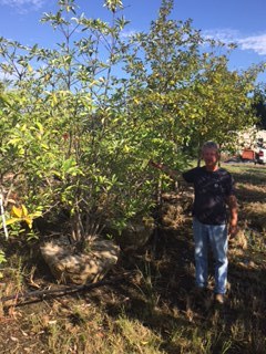 lot 1018 image: Sweetbay Magnolia