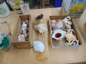 lot 1730 image: Seashell Collection
