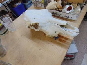 lot 1731 image: Cow Skull
