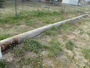 lot 1874 image: Roughly 40Ft Telephone Pole