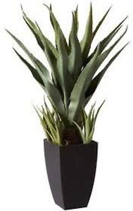 lot 7827 image: Agave with Black Planter