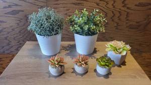 lot 27187 image: Succulent Faux Plants, Wall Decor, and More