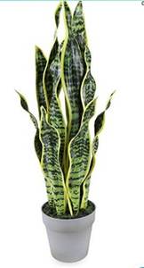 lot 27182 image: Artificial Snake Plant Faux Sansevieria 26 Inch Feaux Plastic Greenery Agave