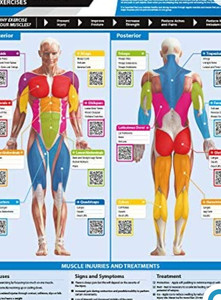 lot 27185 image: Anterior and Posterior Muscles Poster,Size 33in.X 23.5in.