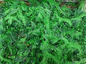 lot 27195 image: Boxwood Hedge Plastic Plant Panels