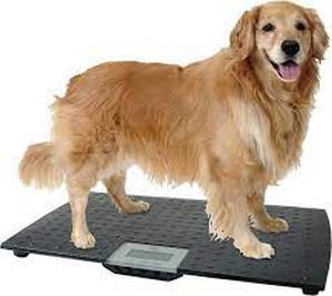 lot 9892 image: Redmon Weight to Health Pet Scale