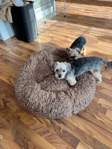 lot 10554 image: MIXJOY Orthopedic Dog Bed Comfortable Donut Cuddler Round Dog Bed Ultra Soft Washable Dog and Cat Cushion Bed (23x23) (Brown)