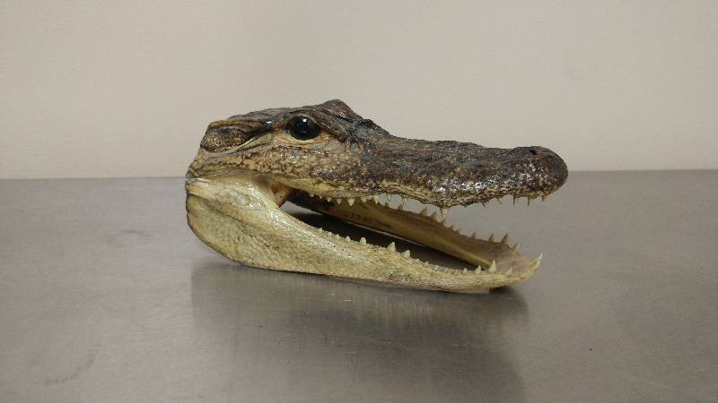 lot 34 image: Alligator Head