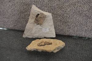 lot 1019 image: Lot of 2 Fossils  Leaf Fossil  Shell Fossil  4 x 4 and 4.25 x 2.75
