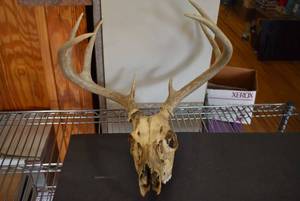lot 2018 image: Deer Skull with Antlers