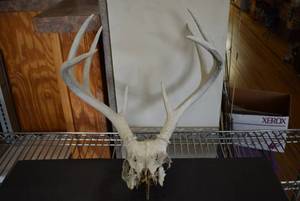 lot 2021 image: Partial Deer Skull with Antlers
