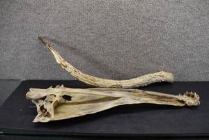 lot 2030 image: Gar Jaw and Longhorn  G 19 and H 19.25 Long