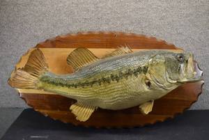 lot 2040 image: Taxidermied Fish on Wood Mount  21.25 x 7