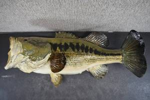 lot 2042 image: Taxidermied Fish  15.5 x 6.5
