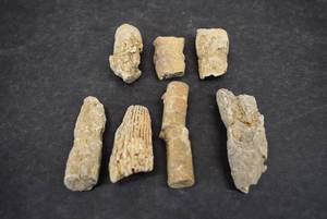 lot 1020 image: Lot of 7 Pieces of Fossilized Coral
