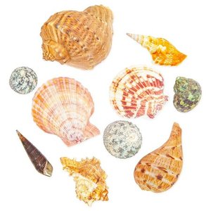 lot 39006 image: 20 Count Nautical Beach Seashells, Ocean Marine Sea Shells for DIY Crafts Crafting Home Wedding Birthday Baby and Bridal Shower Decoration, Assorted Colors