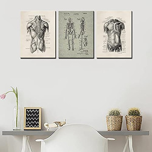 lot 39637 image: Tucocoo Body Structure Picture for Living Room Decor 3 Penis Human Muscle Skeleton Wall Decor Human Home Decor Room Decor Bones Pictures Framed Ready to Hang 40x20in