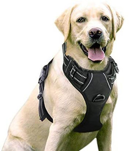 lot 2815 image: rabbitgoo Dog Harness, No-Pull Pet Harness (Medium)