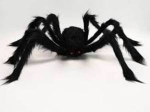 lot 6003 image: 35 Halloween Black Giant Spider Decorations