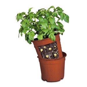 lot 1868 image: Dalen Products 357060995 PTP-12 Potato Patch & Pot, 2 Piece