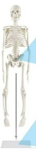 lot 67954 image: Human Skeleton Model for Anatomy,17�Mini Human Skeleton Model with Movable Arms and Legs, Scientific Model for Study Basic Details of Human Skeletal System