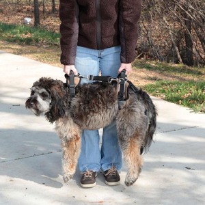 lot 26113 image: PetSafe CareLift Rear Support Harness for Pet Mobility & Older Dogs, Medium - Retail $54.86