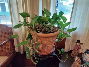 lot 5731 image: Plant in Pot