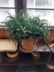 lot 5854 image: Aloe Plant in Pot